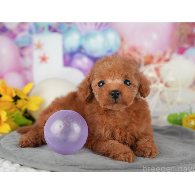 販売中の千葉県のタイニープードル-426103の7枚目