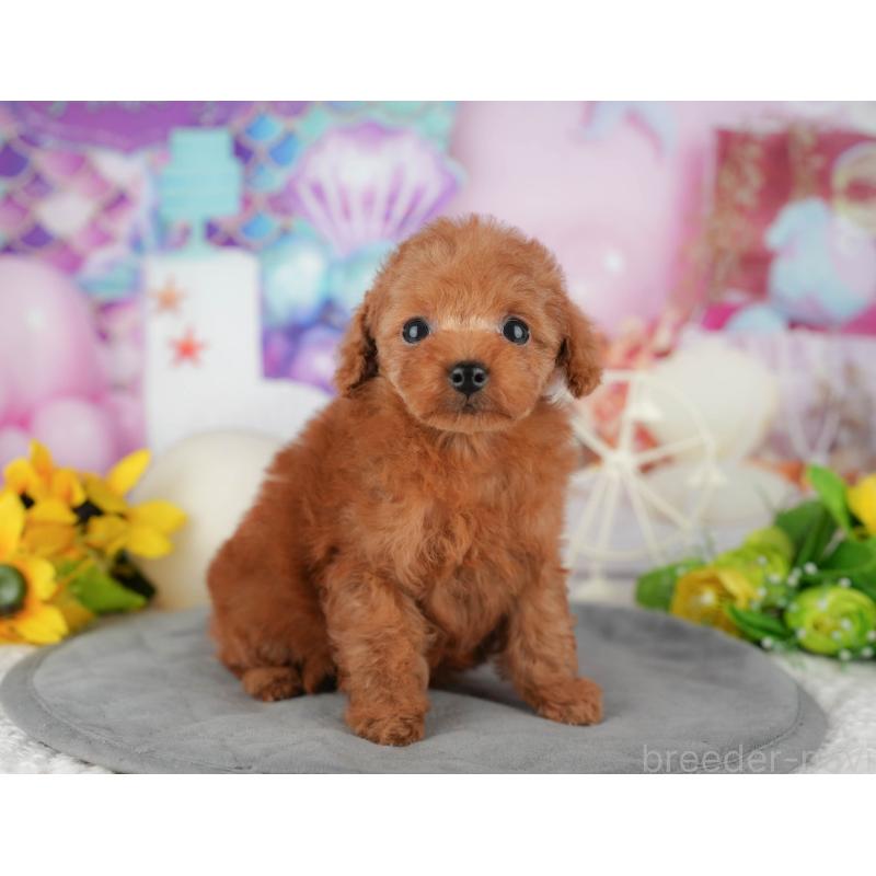 販売中の千葉県のタイニープードル-426103の6枚目