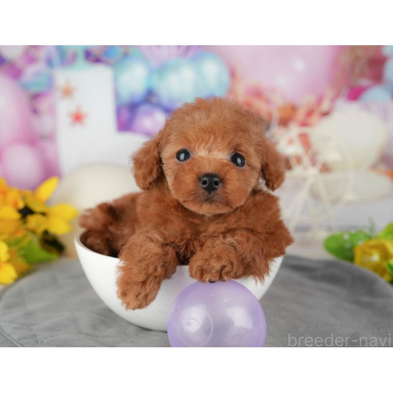 販売中の千葉県のタイニープードル-426103の5枚目