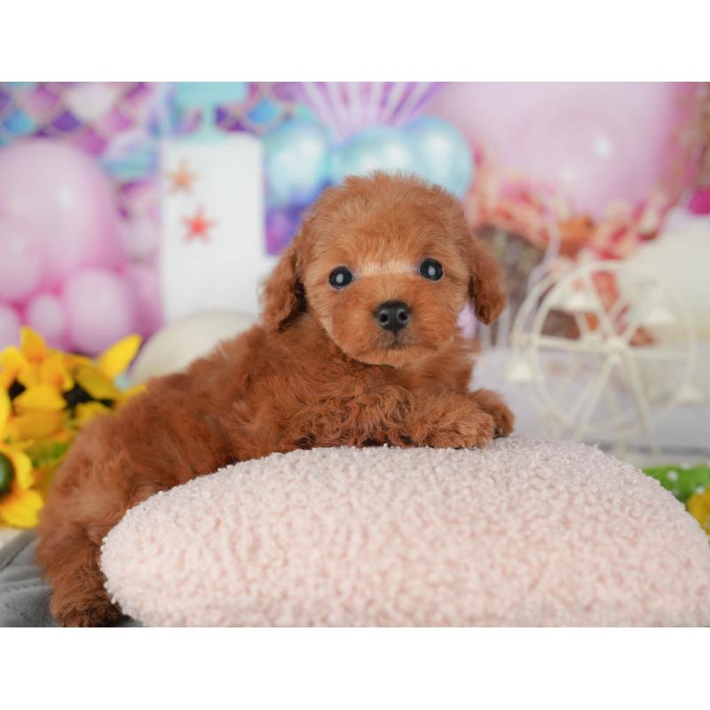 販売中の千葉県のタイニープードル-426103の4枚目