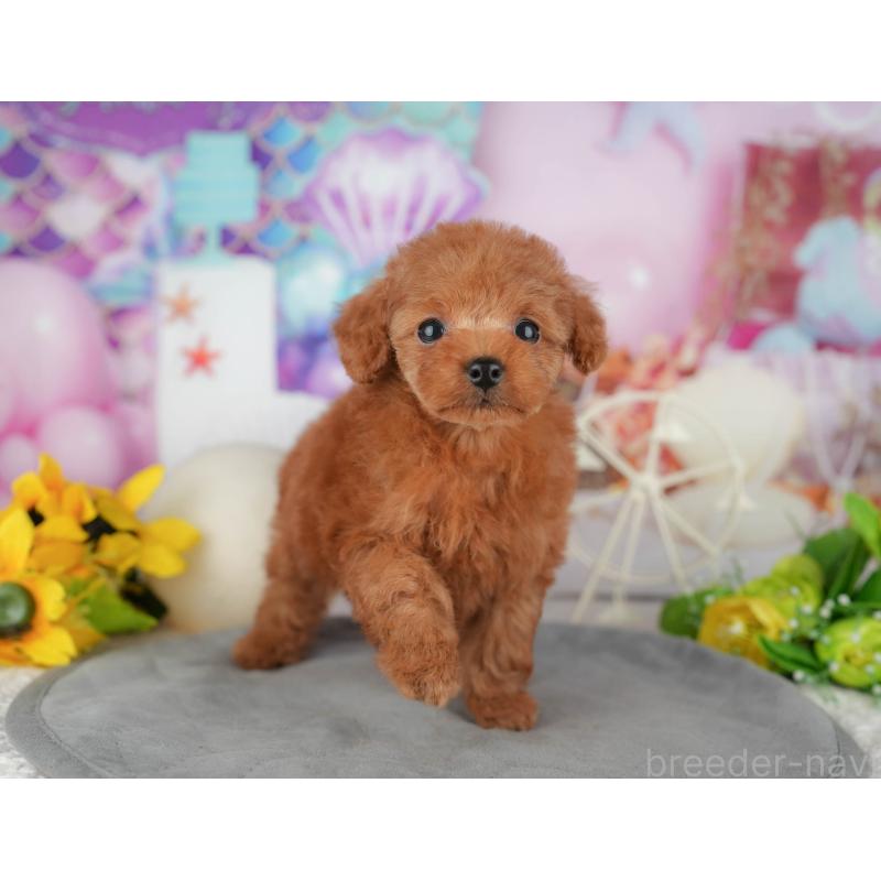 販売中の千葉県のタイニープードル-426103の3枚目