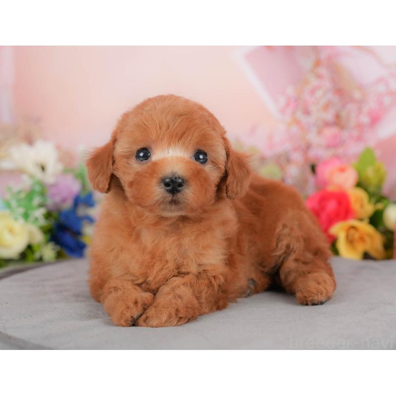 販売中の群馬県のトイプードル-426321