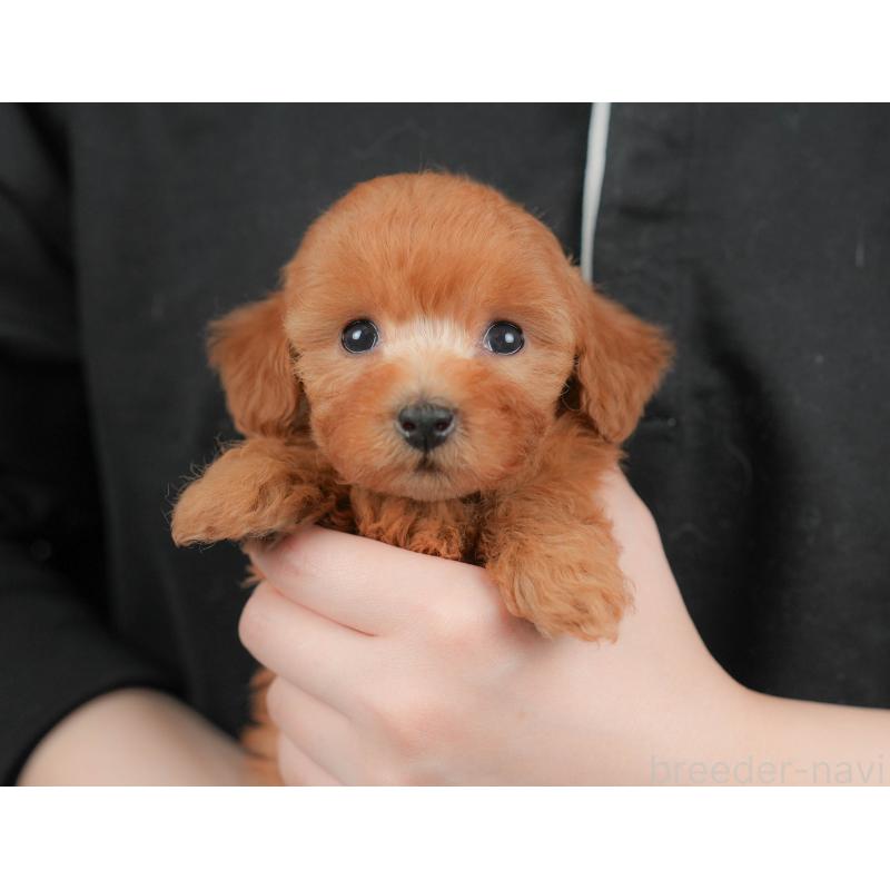 販売中の群馬県のトイプードル-426321の9枚目