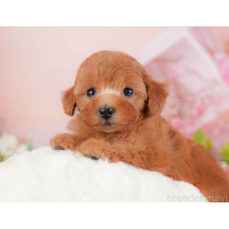 販売中の群馬県のトイプードル-426321の8枚目