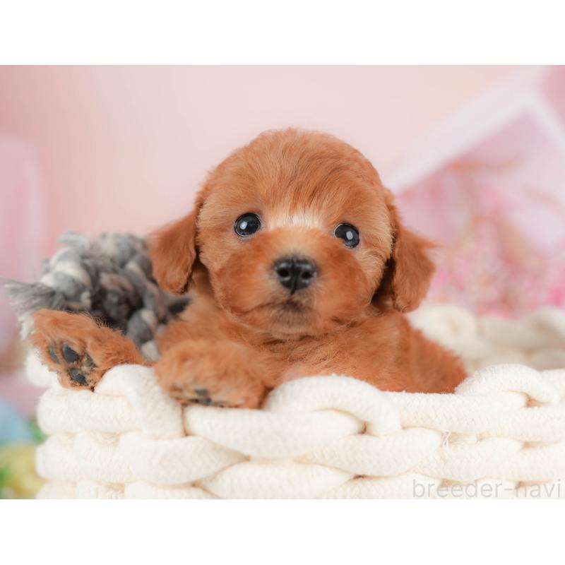 販売中の群馬県のトイプードル-426321の6枚目