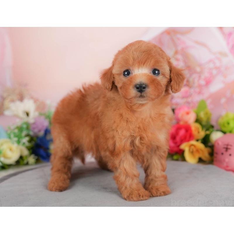 販売中の群馬県のトイプードル-426321の5枚目