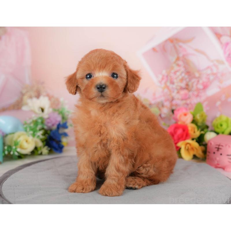 販売中の群馬県のトイプードル-426321の4枚目