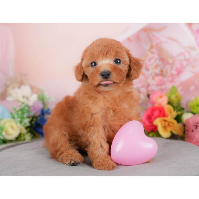 販売中の群馬県のトイプードル-426321の3枚目