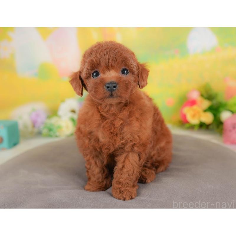 販売中の群馬県のトイプードル-426319の1枚目