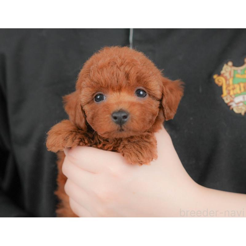 販売中の群馬県のトイプードル-426319の9枚目