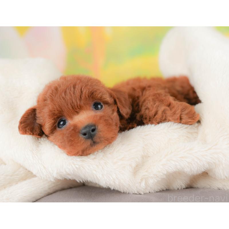 販売中の群馬県のトイプードル-426319の8枚目