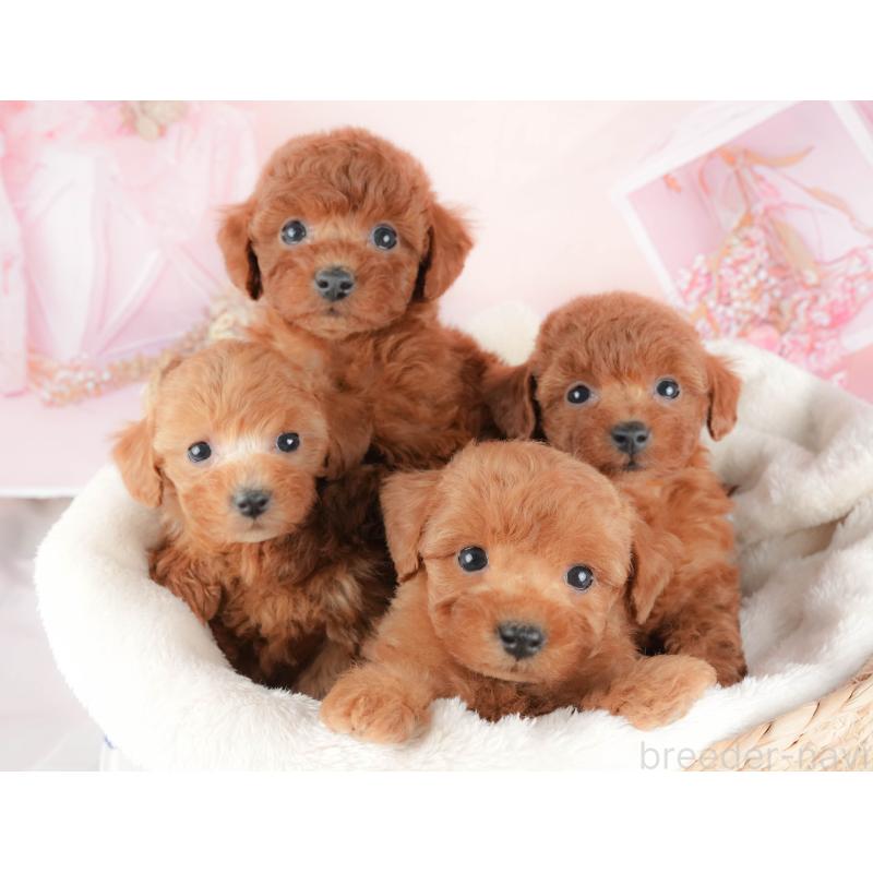 販売中の群馬県のトイプードル-426319の7枚目