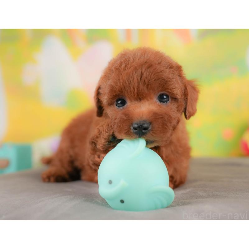 販売中の群馬県のトイプードル-426319の6枚目