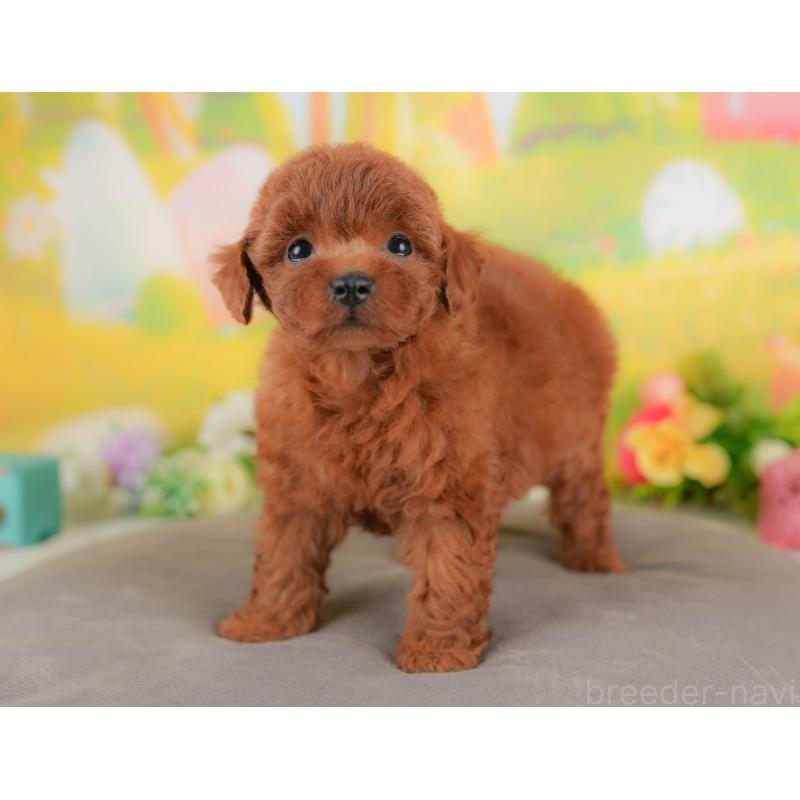 販売中の群馬県のトイプードル-426319の5枚目