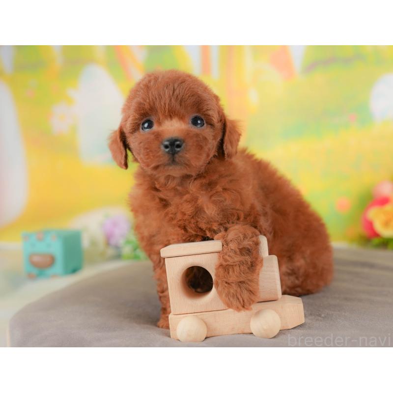 販売中の群馬県のトイプードル-426319の4枚目