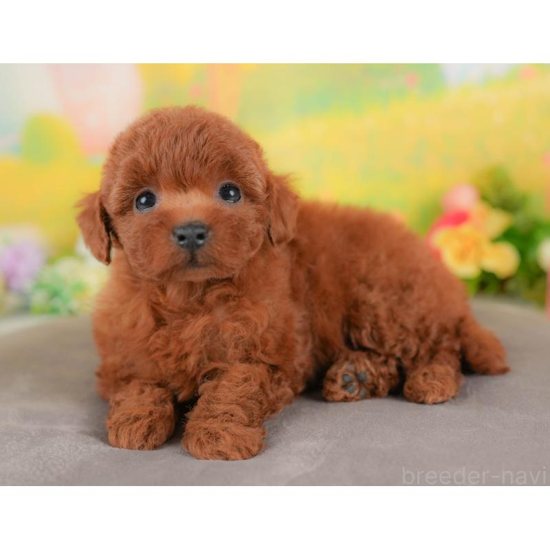 販売中の群馬県のトイプードル-426319の3枚目