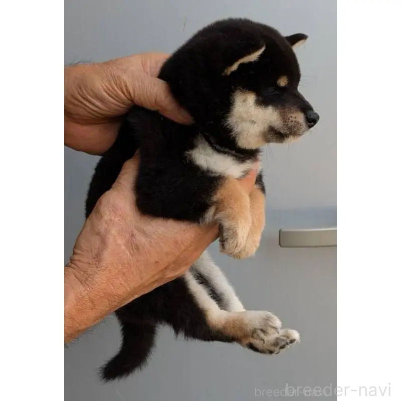 販売中の福岡県の豆柴-425537の3枚目