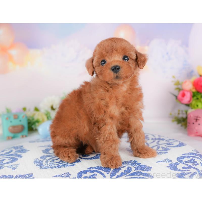 販売中の群馬県のトイプードル-426317