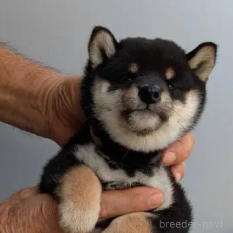 販売中の福岡県の豆柴-425537の1枚目