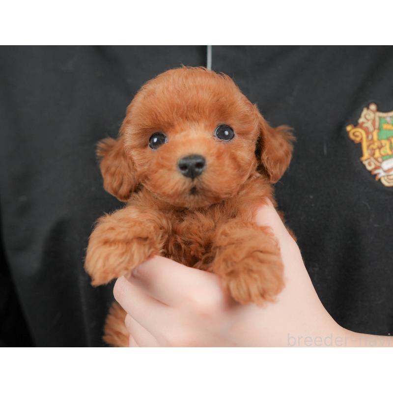 販売中の群馬県のトイプードル-426317の8枚目