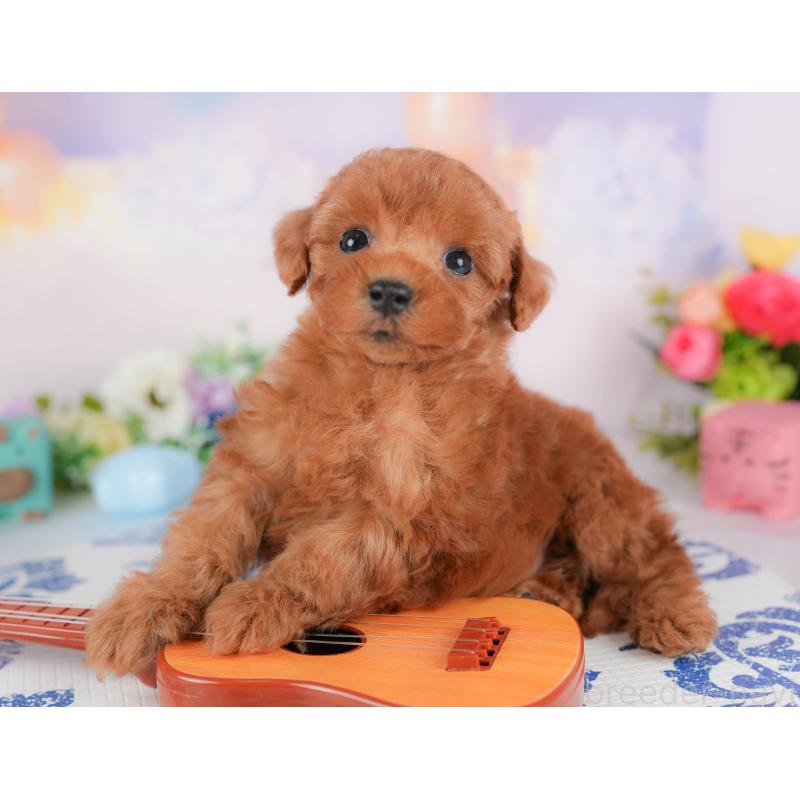 販売中の群馬県のトイプードル-426317の7枚目