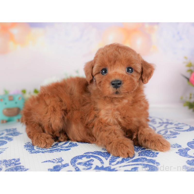 販売中の群馬県のトイプードル-426317の5枚目