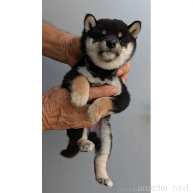 販売中の福岡県の豆柴-425537の2枚目