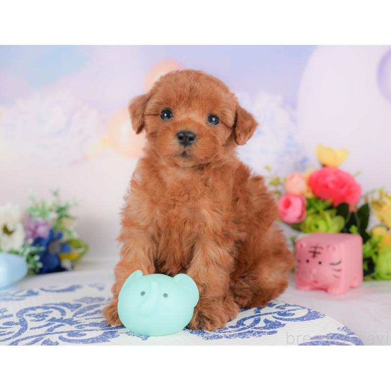 販売中の群馬県のトイプードル-426317の4枚目