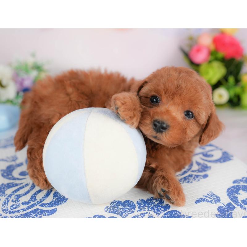 販売中の群馬県のトイプードル-426317の3枚目