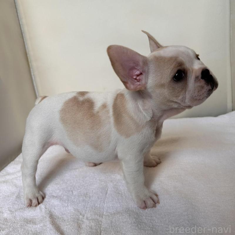 商談中の東京都のフレンチブルドッグ-420073の9枚目