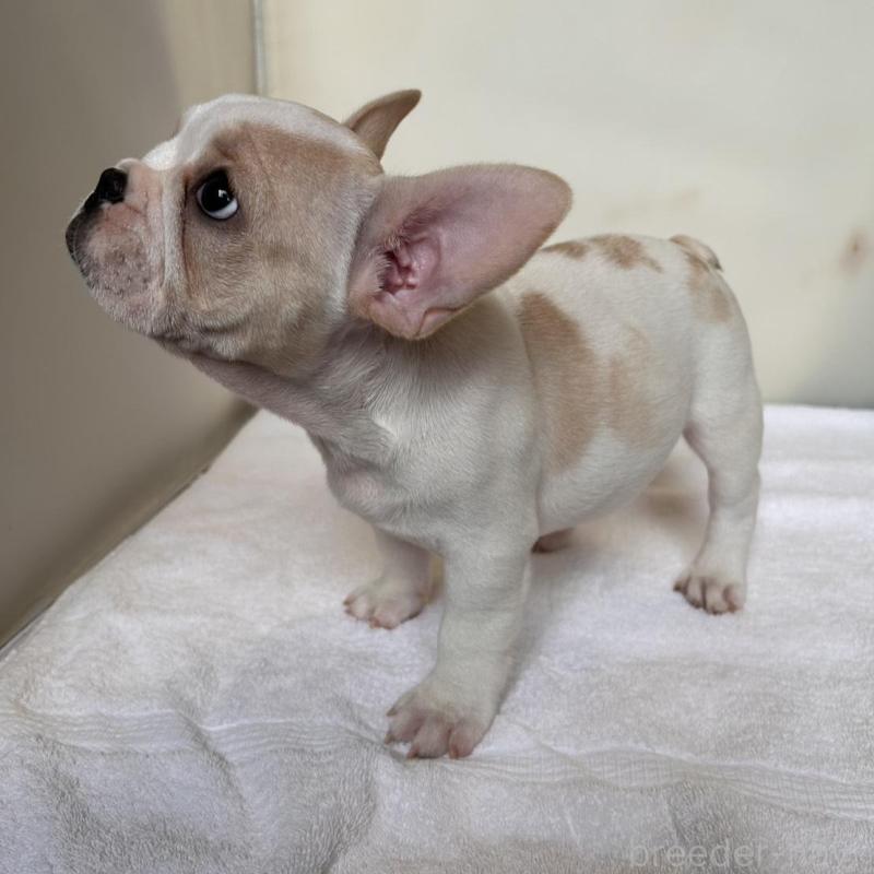 商談中の東京都のフレンチブルドッグ-420073の8枚目