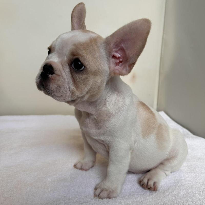 商談中の東京都のフレンチブルドッグ-420073の7枚目