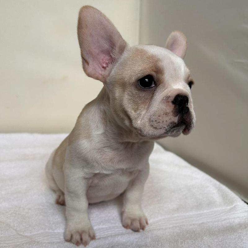 商談中の東京都のフレンチブルドッグ-420073の6枚目