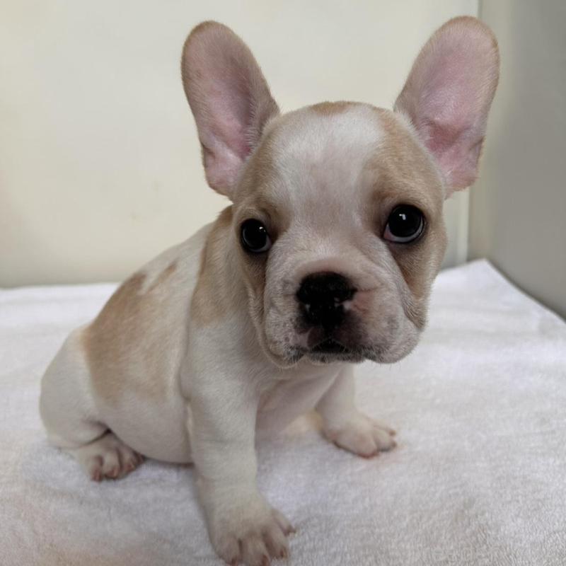 商談中の東京都のフレンチブルドッグ-420073の5枚目