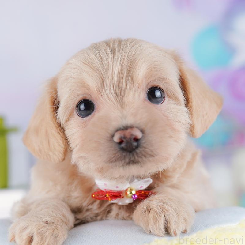 販売中の東京都のチワプー:チワワ×トイプードル-427031の9枚目