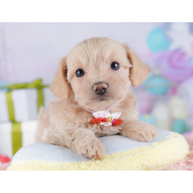 販売中の東京都のチワプー:チワワ×トイプードル-427031の8枚目