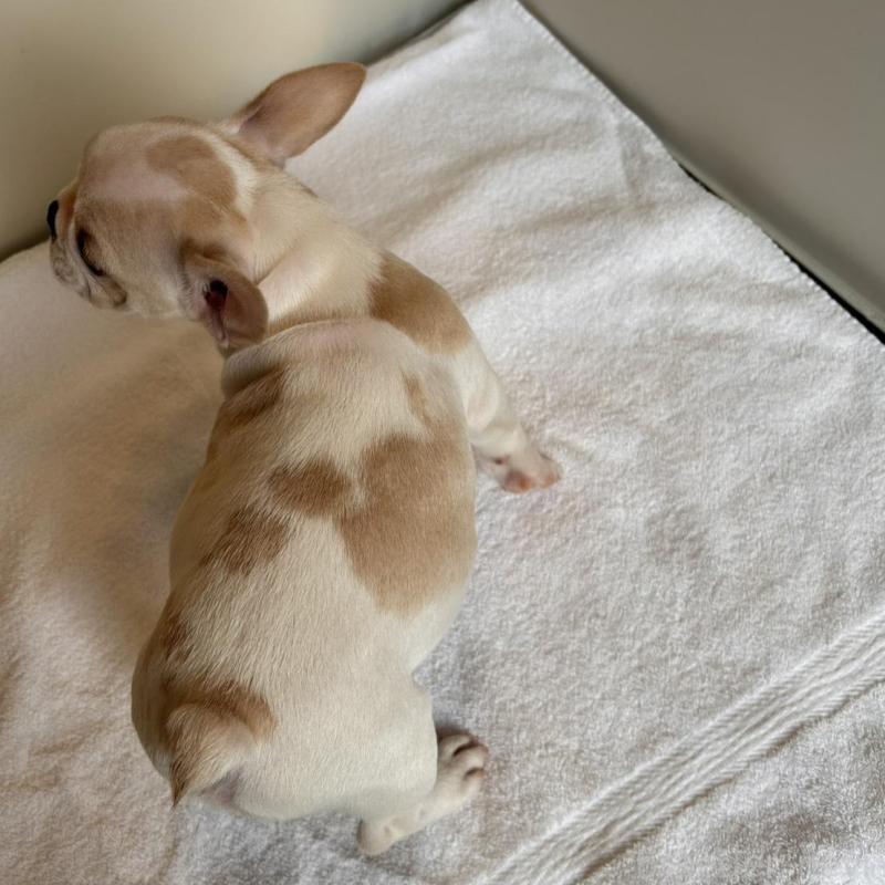 商談中の東京都のフレンチブルドッグ-420073の4枚目