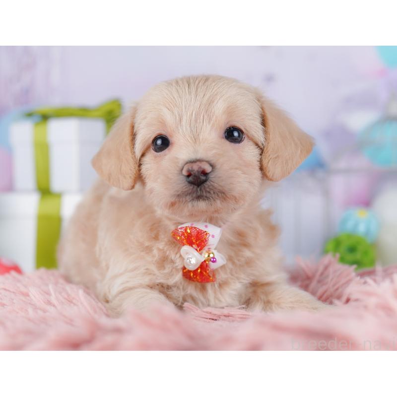 販売中の東京都のチワプー:チワワ×トイプードル-427031の7枚目