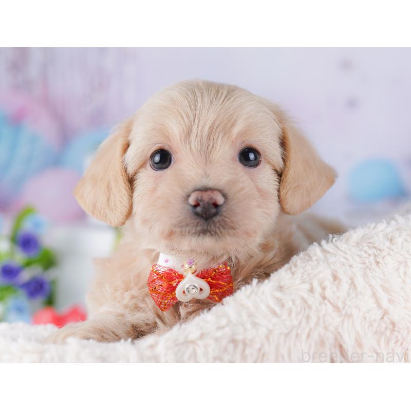 販売中の東京都のチワプー:チワワ×トイプードル-427031の6枚目