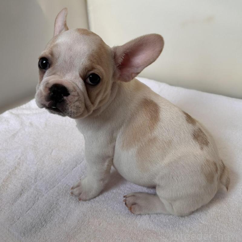 商談中の東京都のフレンチブルドッグ-420073の3枚目