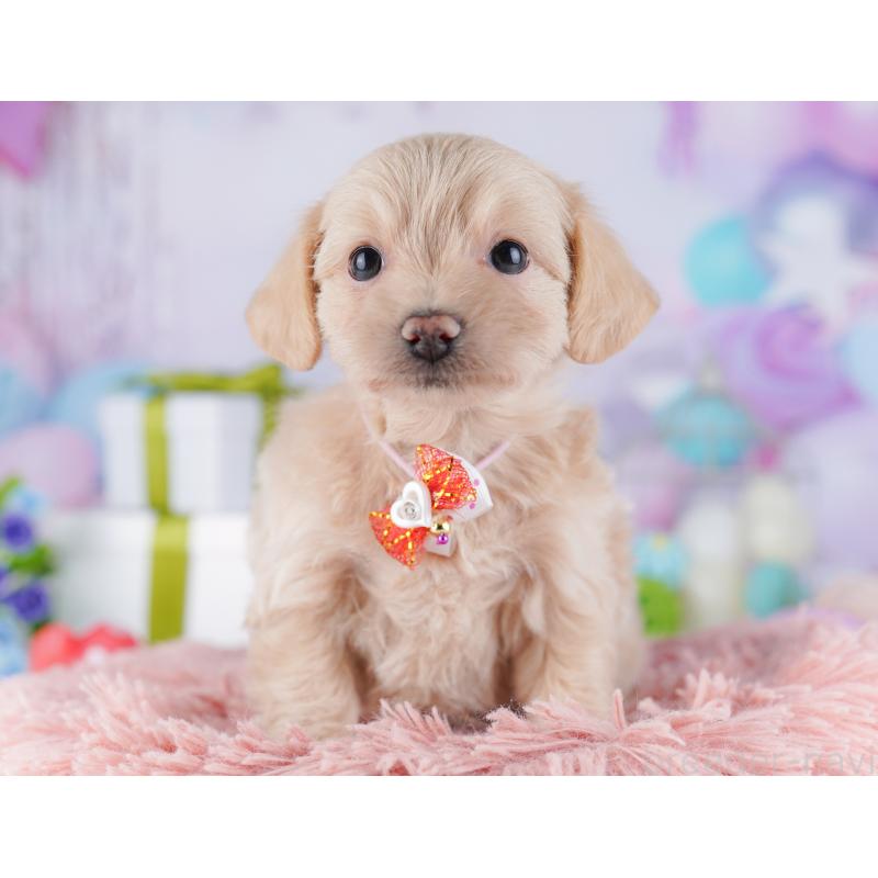 販売中の東京都のチワプー:チワワ×トイプードル-427031の5枚目