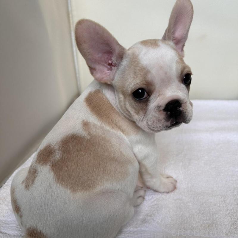 商談中の東京都のフレンチブルドッグ-420073の2枚目