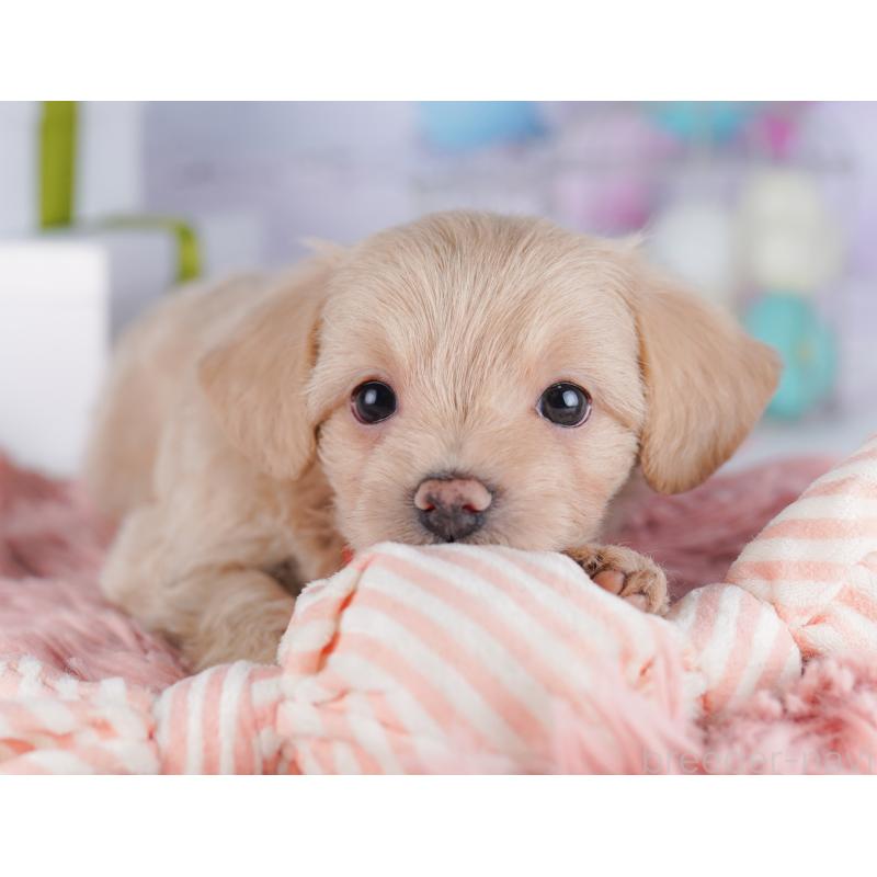 販売中の東京都のチワプー:チワワ×トイプードル-427031の4枚目