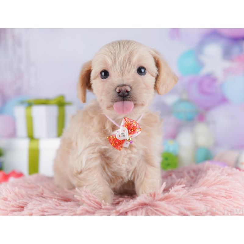 販売中の東京都のチワプー:チワワ×トイプードル-427031の3枚目