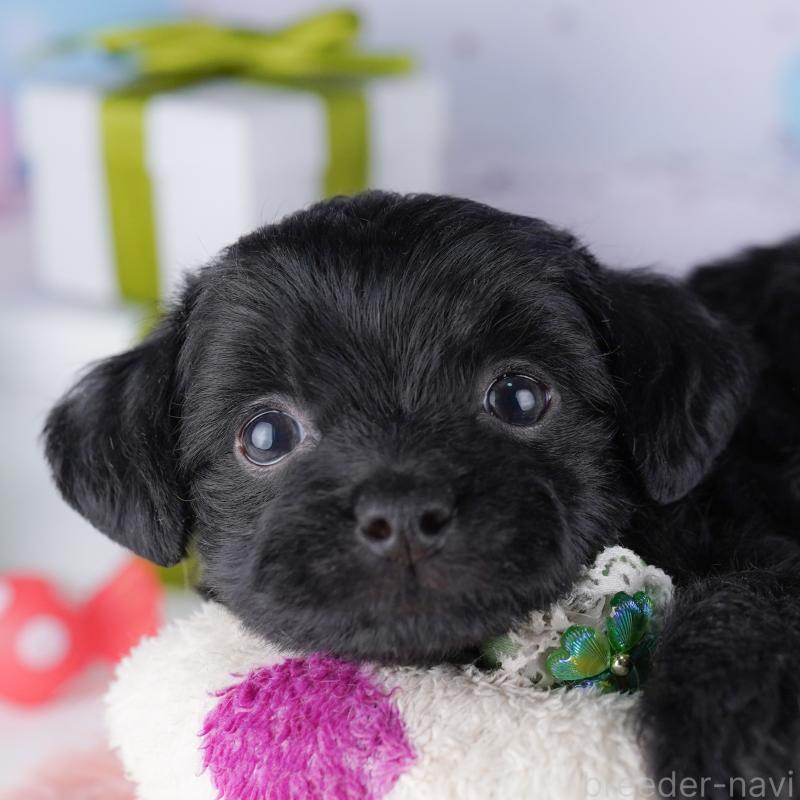 販売中の東京都のチワプー:チワワ×トイプードル-427030の10枚目