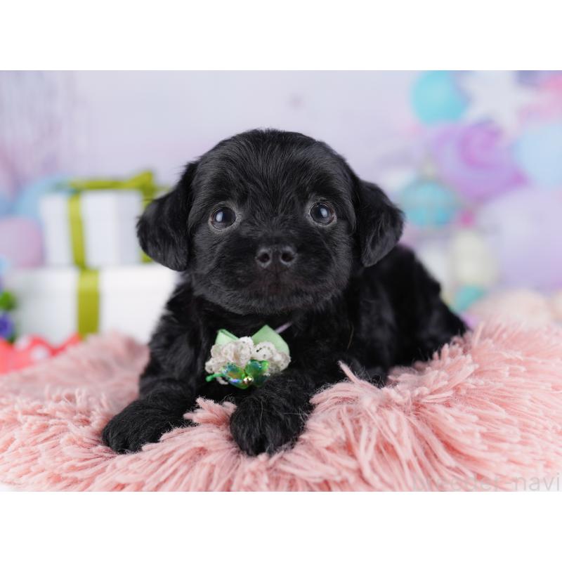 販売中の東京都のチワプー:チワワ×トイプードル-427030の9枚目