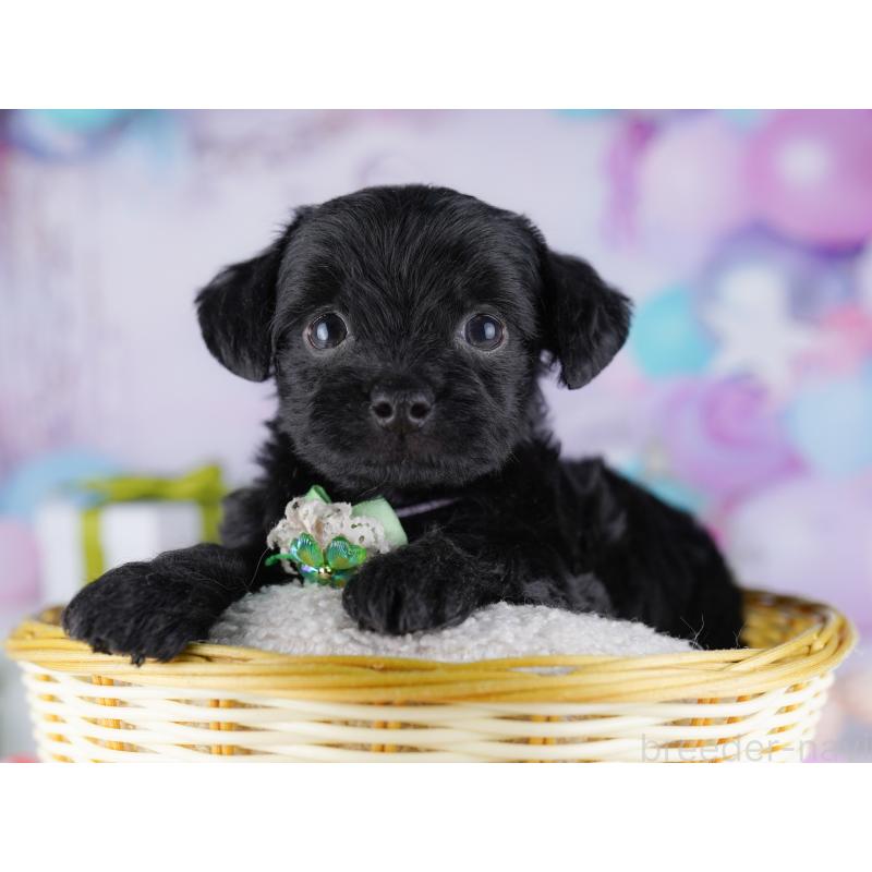 販売中の東京都のチワプー:チワワ×トイプードル-427030の8枚目