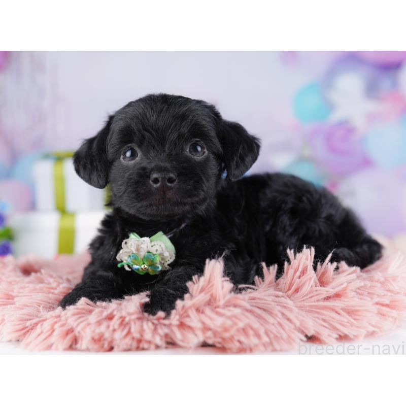 販売中の東京都のチワプー:チワワ×トイプードル-427030の7枚目