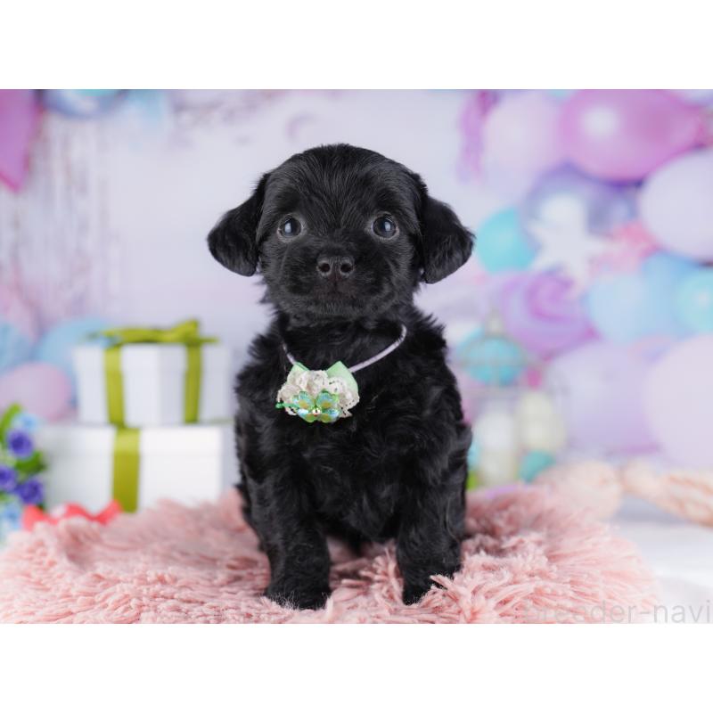 販売中の東京都のチワプー:チワワ×トイプードル-427030の6枚目