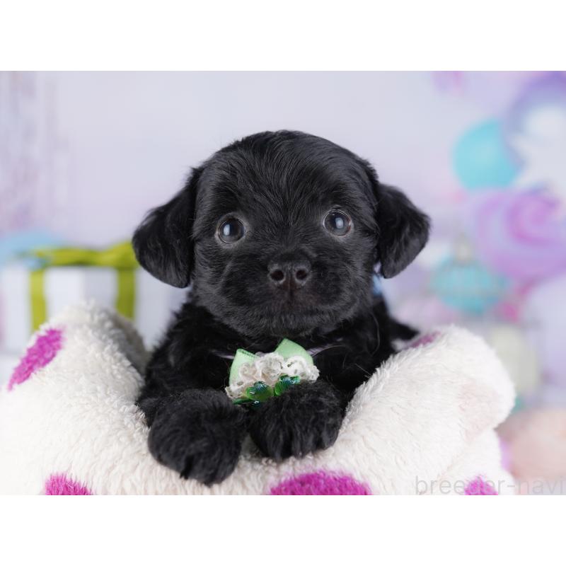 販売中の東京都のチワプー:チワワ×トイプードル-427030の5枚目